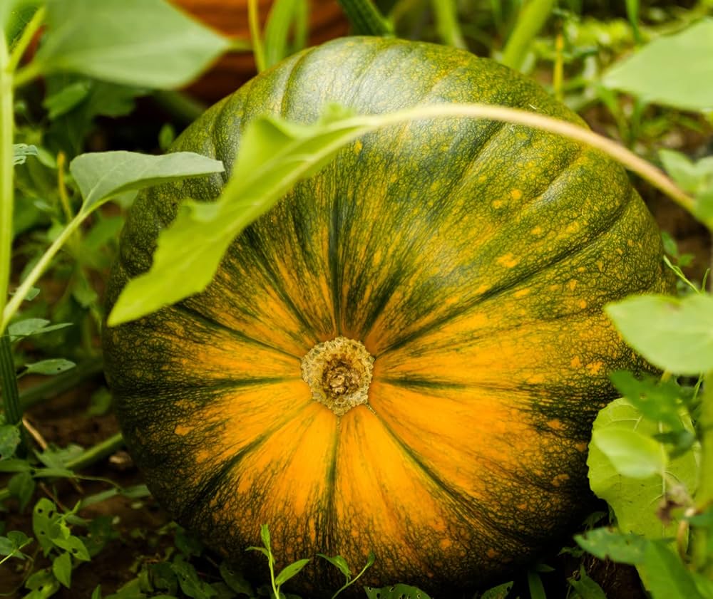 Pumpkin (Apple Squash) for planting in garden